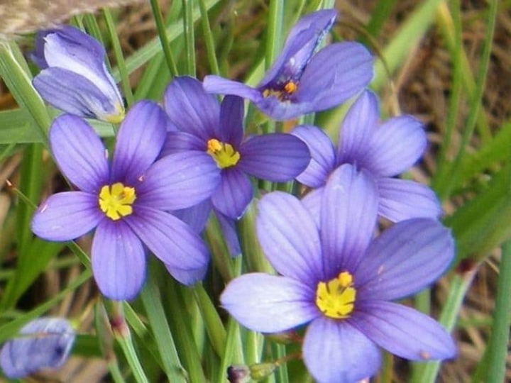 Stiff Blue-eyed grass