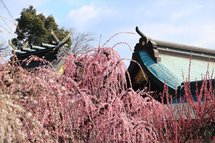 plum blossoms －Youki Shrine