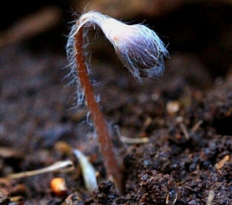 twig, Worm वॉलपेपर