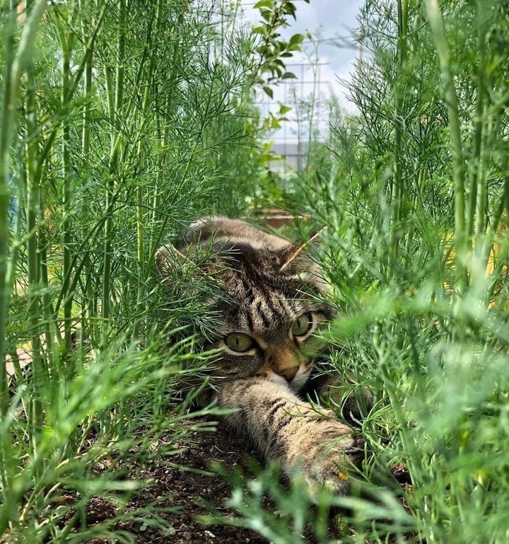 кот в укропе