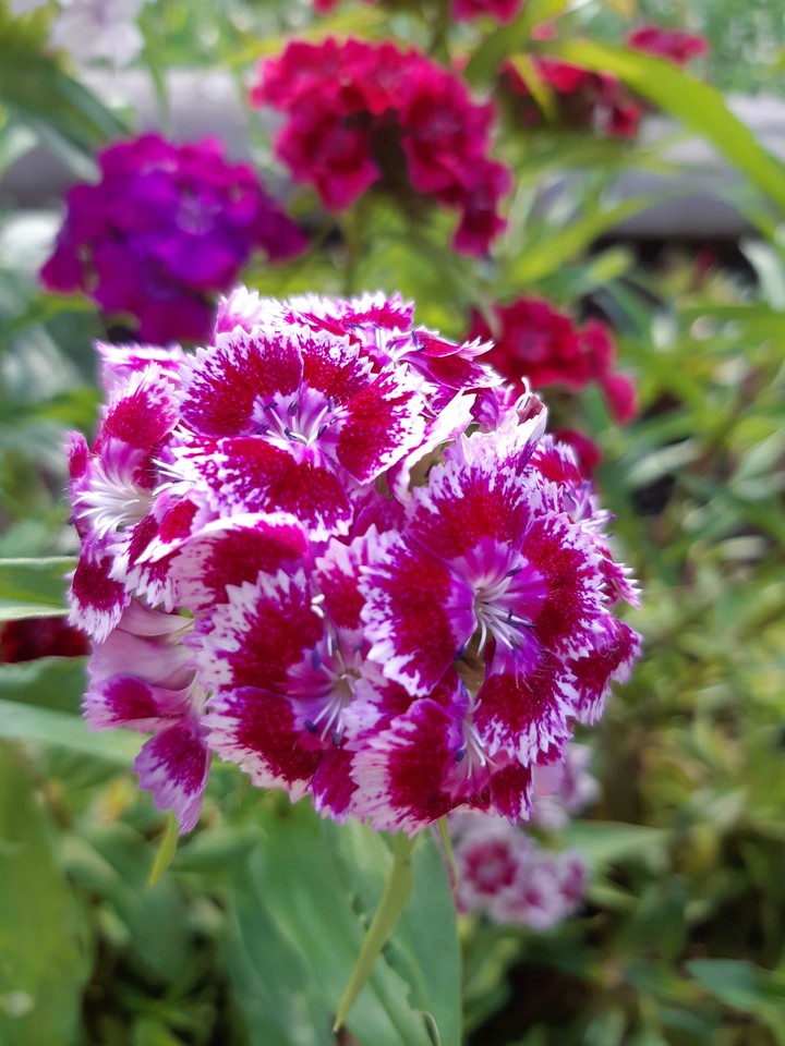 red and pink