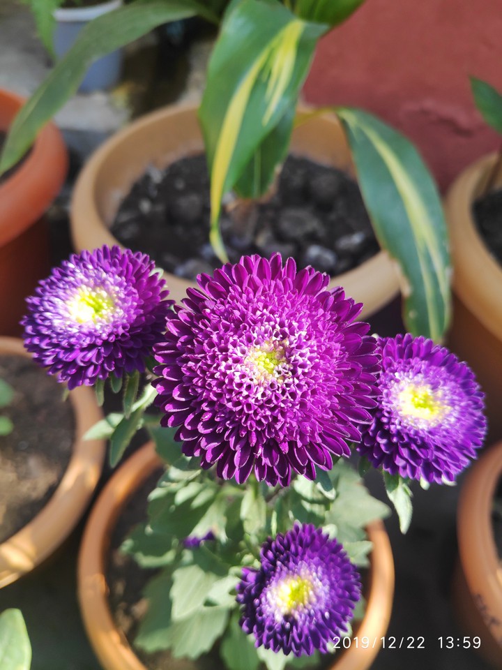 aster