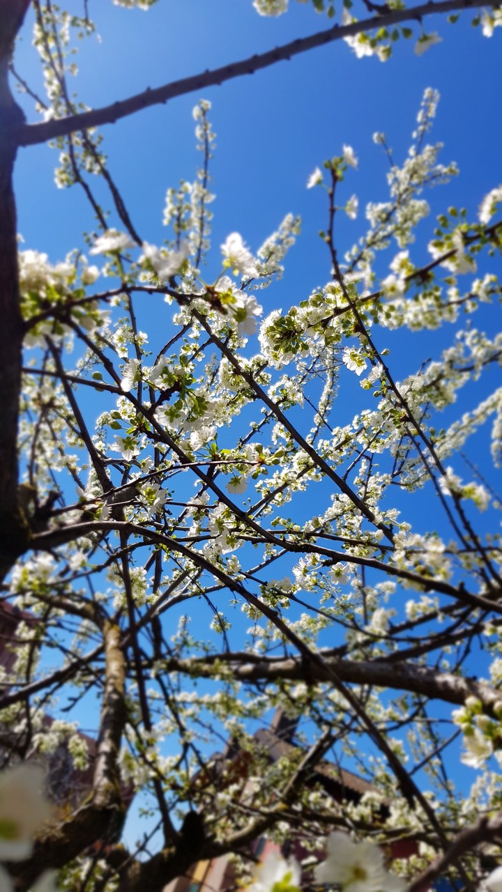 spring in Italy 2