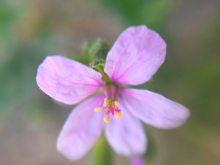 Light Purple Flower