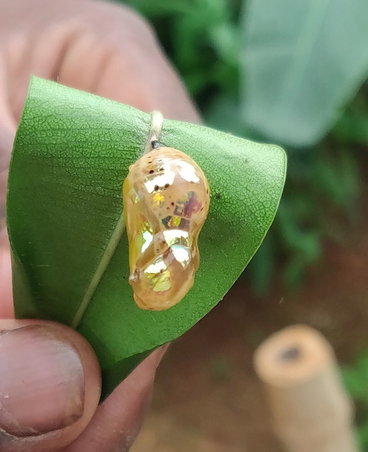 pupa