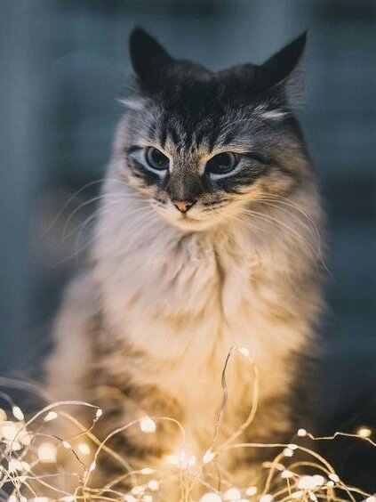 cat