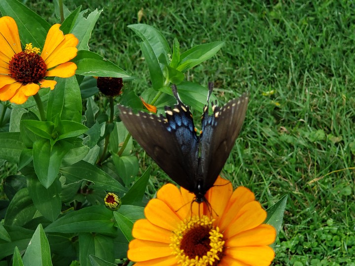 Beautiful butterfly