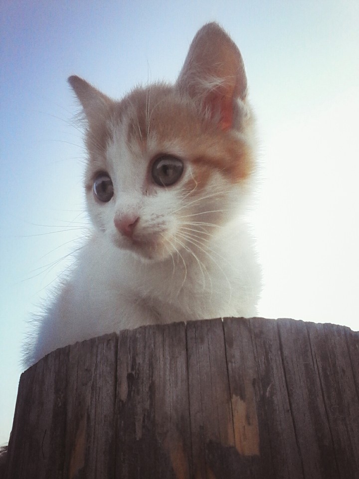 мой котёнок. .......2