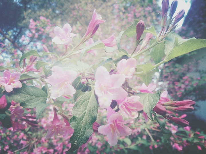 flowers