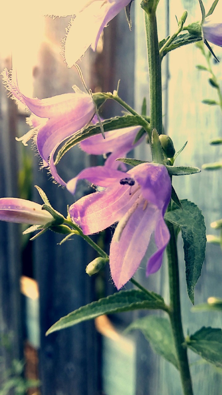 In bloom