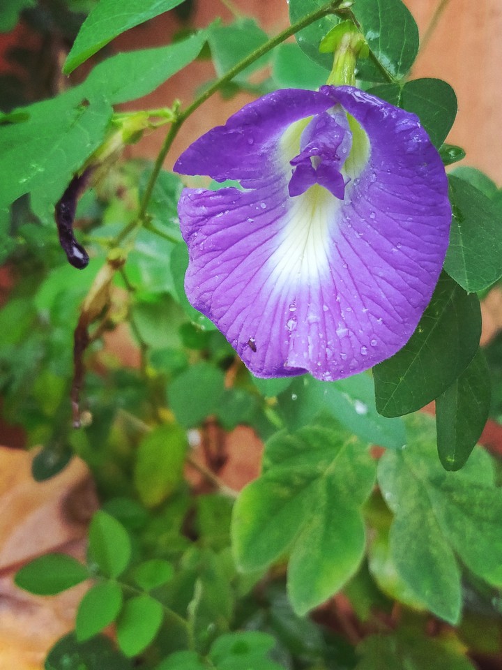 purple flower
