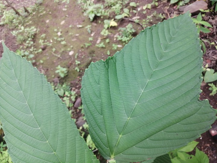 green leaf