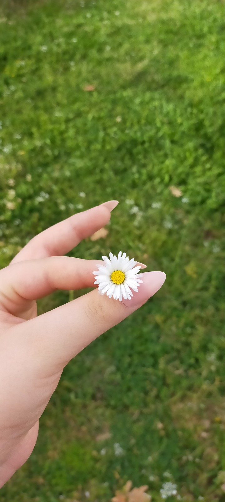 spring