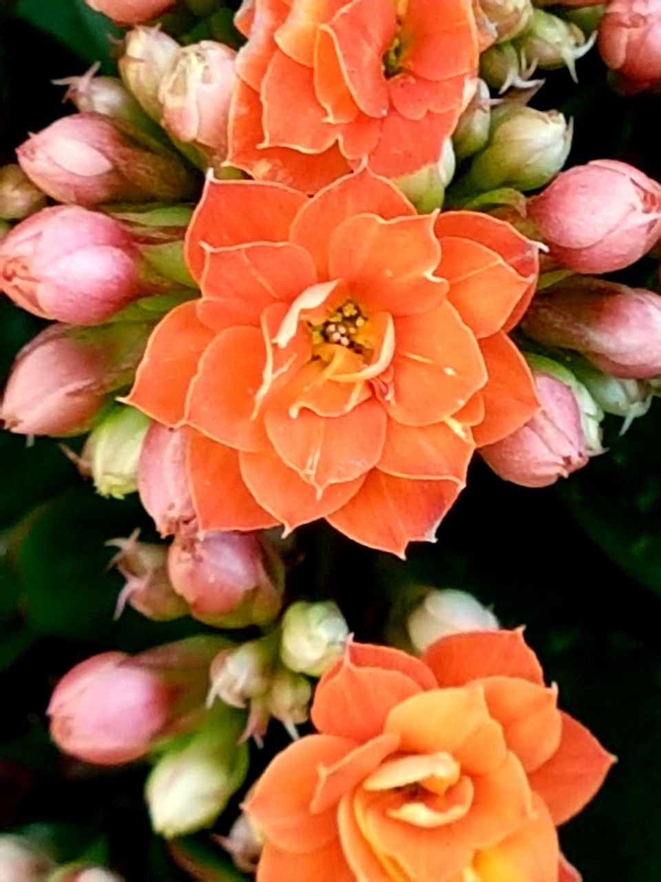 Sfondi