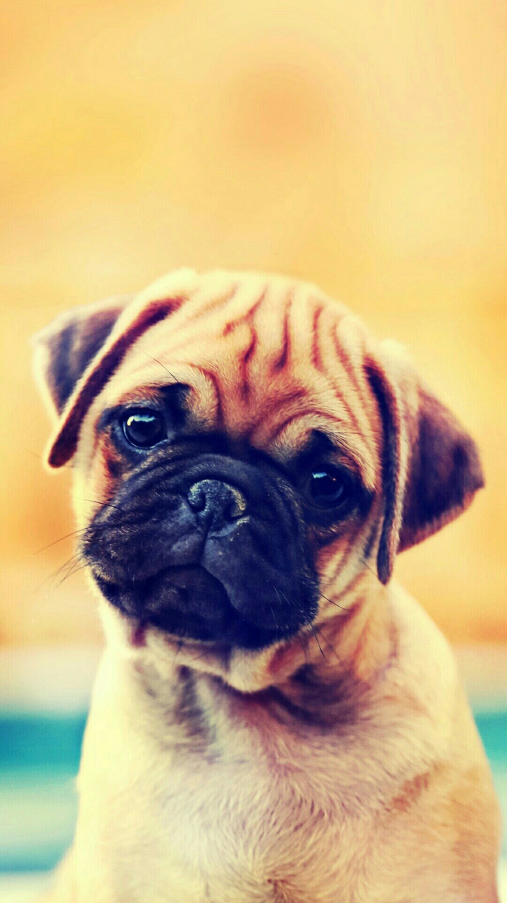 puppy
