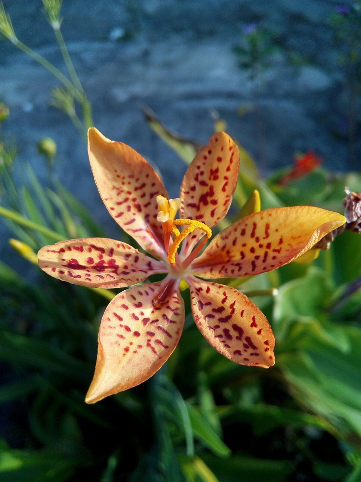 Orquídea Brasileira