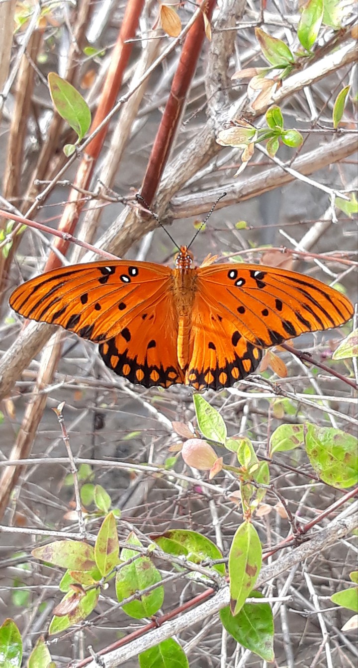 A Butterfly on a Bare Bush