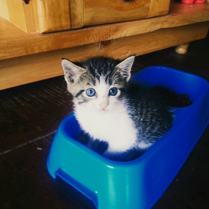 caat