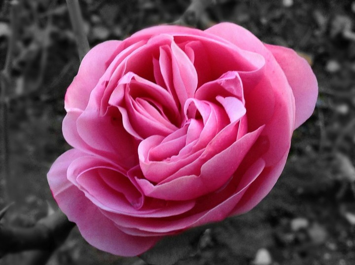 Rose rose...