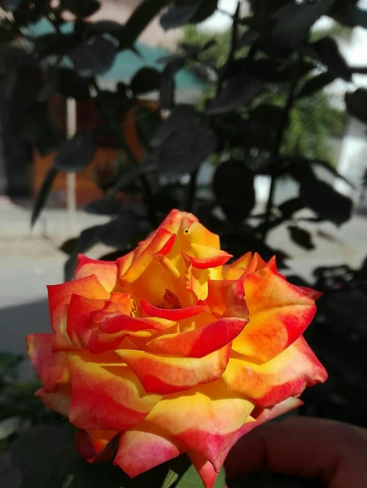 Rosa Matizada
