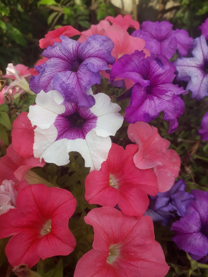 ❀
