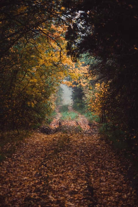 tapety wood, Thoroughfare