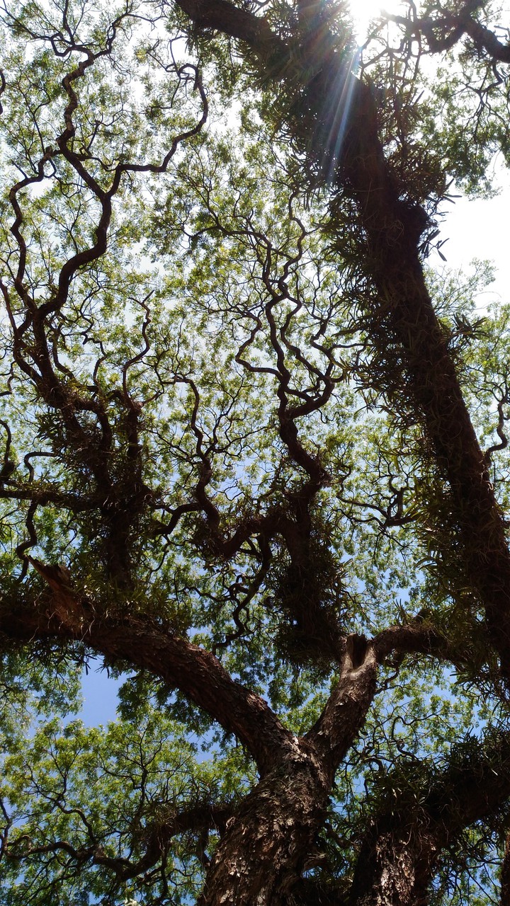 BigTree
