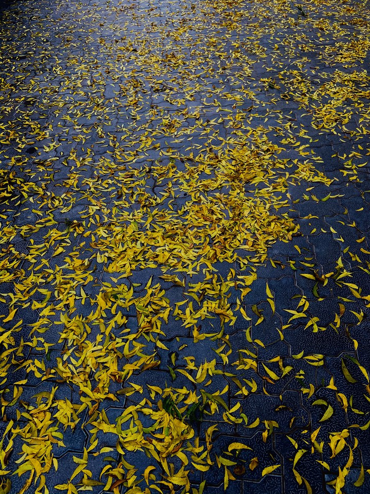 Autumn Leaves