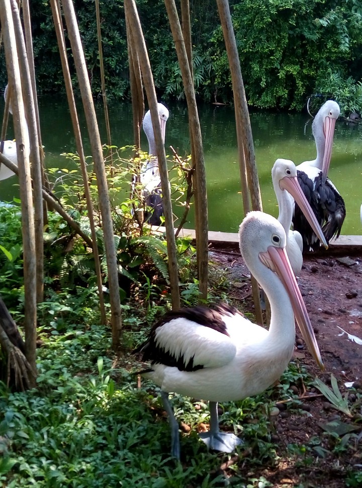In the Ragunan Zoo, Jakarta