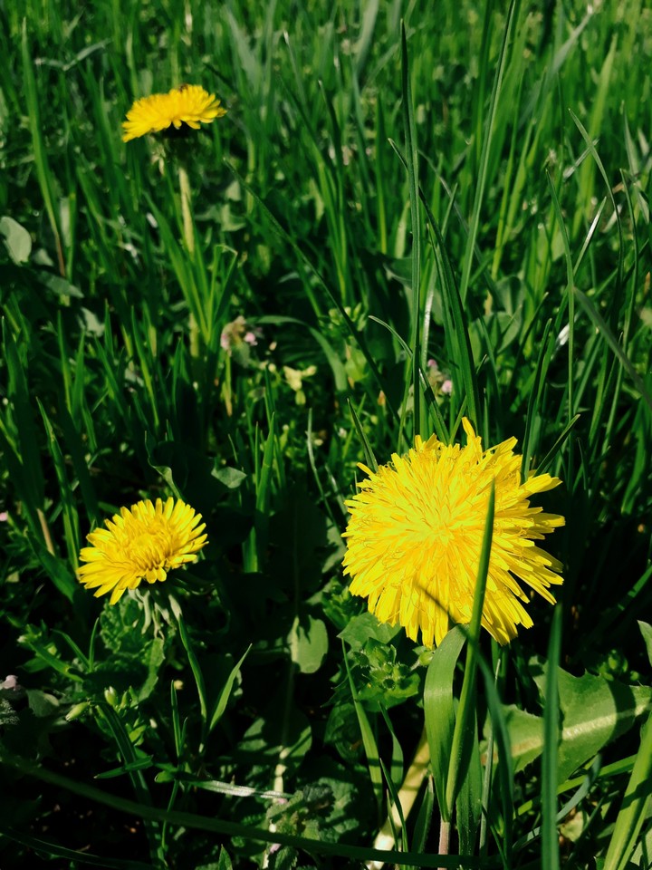 #spring #flovers #green