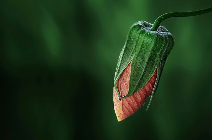 Bud of Hibiscus