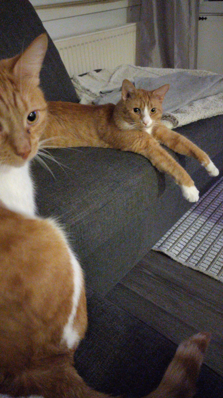 cat's