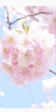 꽃