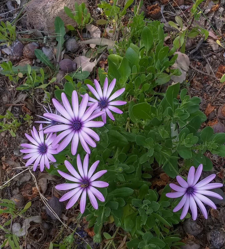 My Backyard