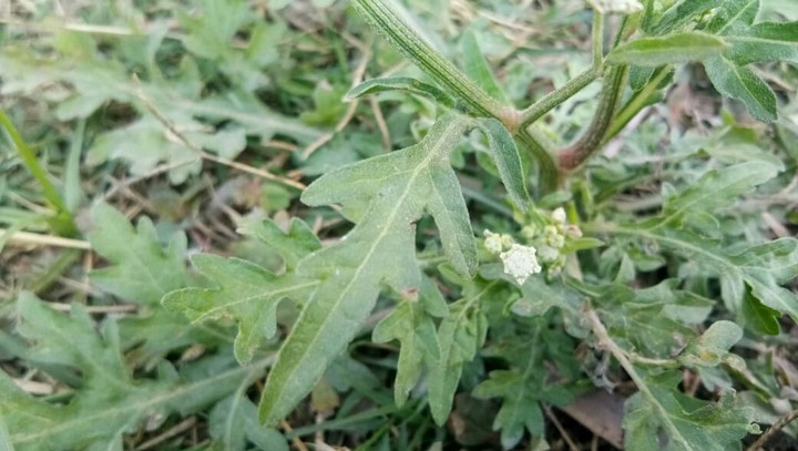 natuer