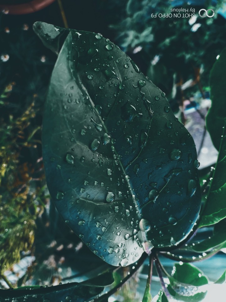 the drop of water on the leaf