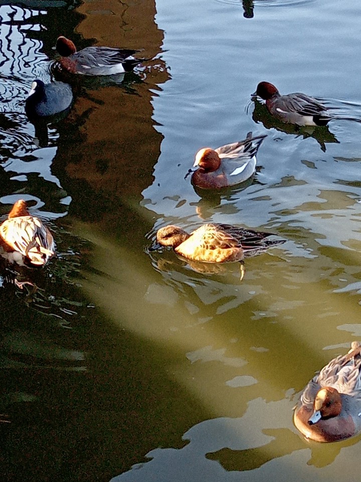 ducks