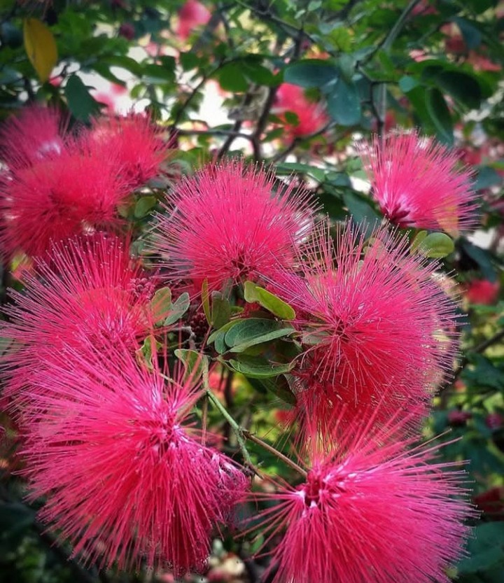 Mimosa