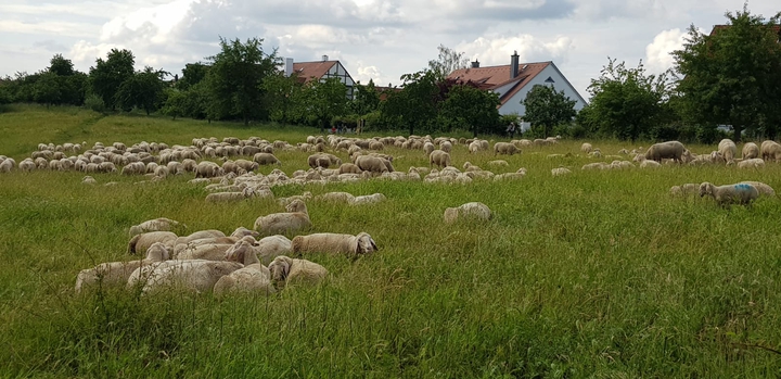 Sheep