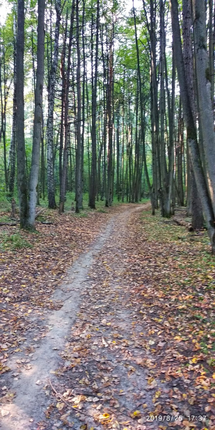 Осенняя дорожка в лесу.