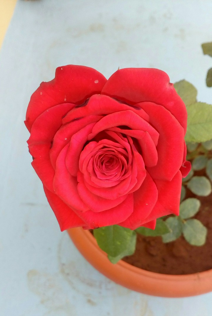 Rose pedals