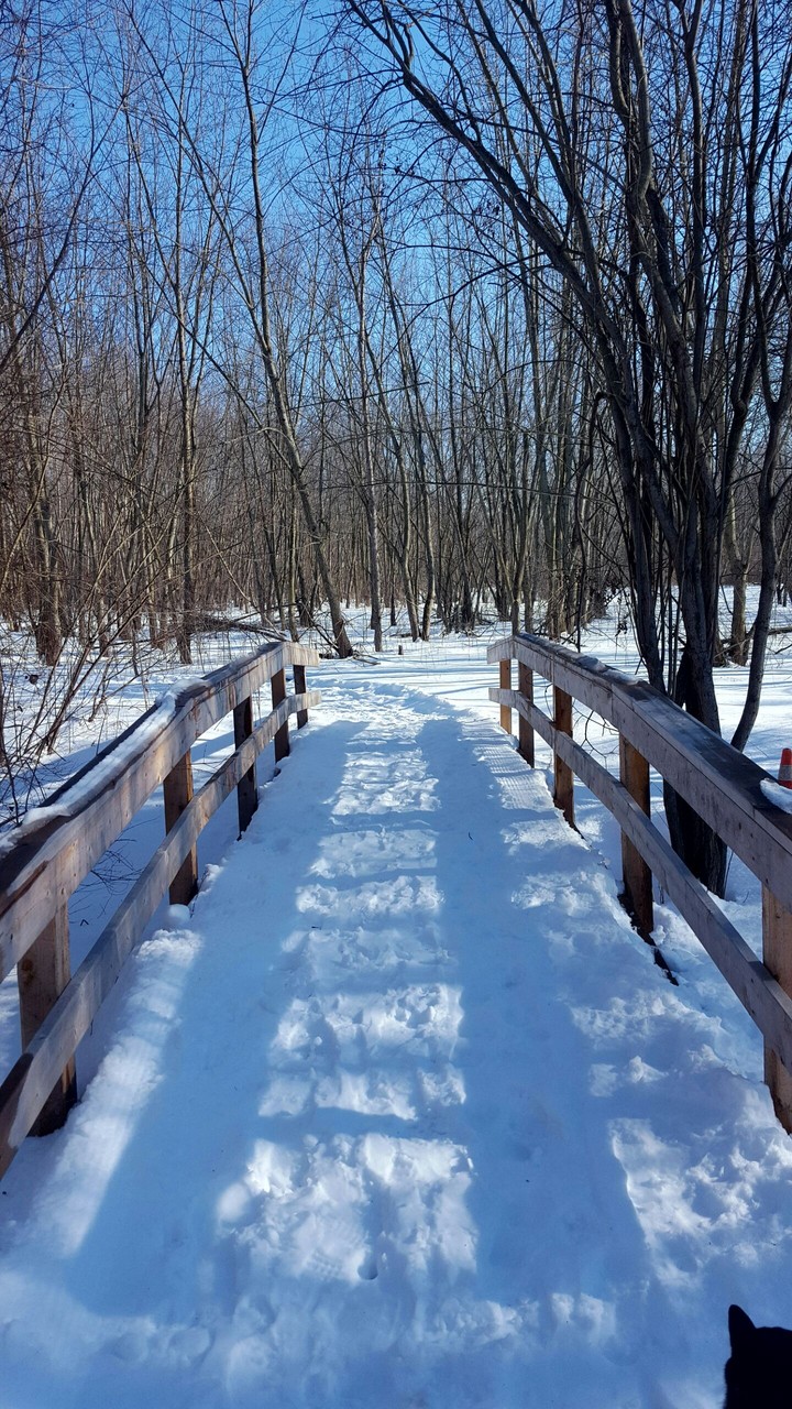 Winter in the woods