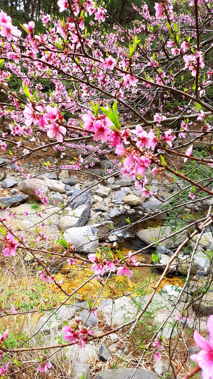 해운대장산