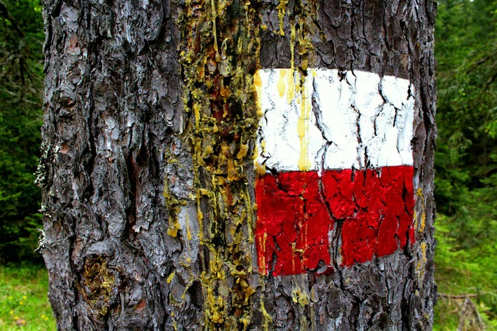 Albero con indicazione di sentiero