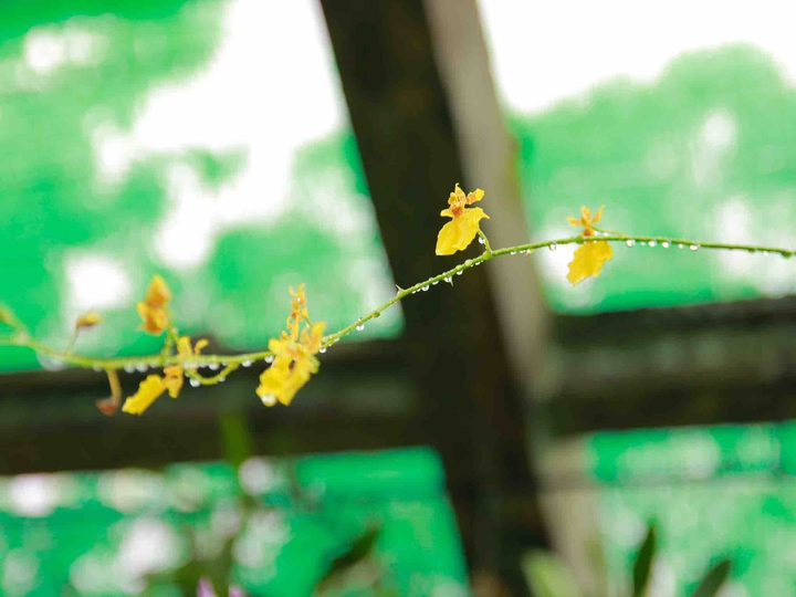 Flower in ranny day