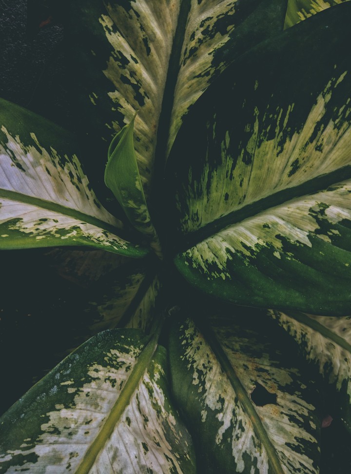 Beauty Of Leaves