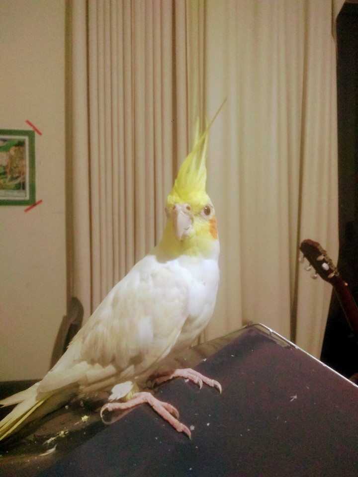 bird