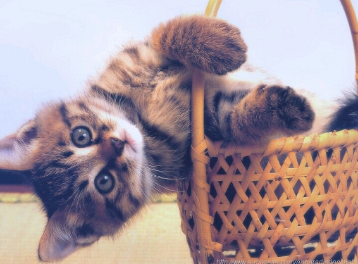 Chaton