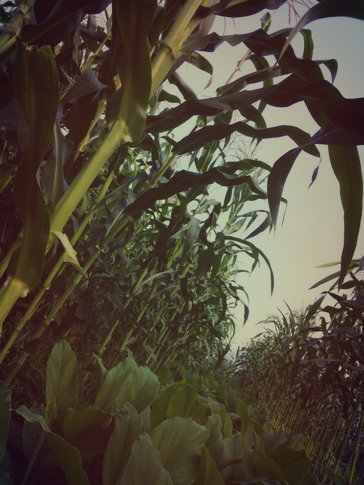 #cropmaze_iphone5s