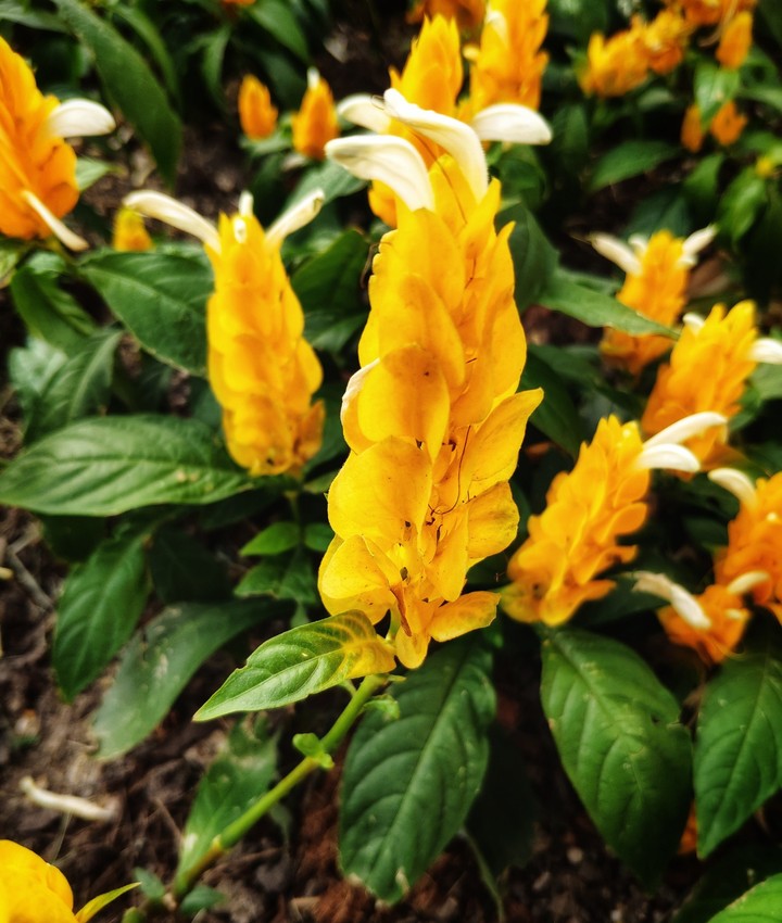 amazingflower